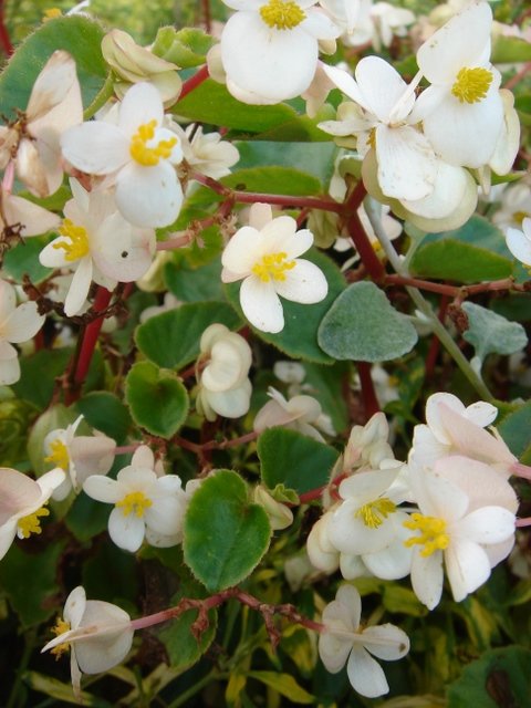 Begonia x semperflorens 'Stara blanc'